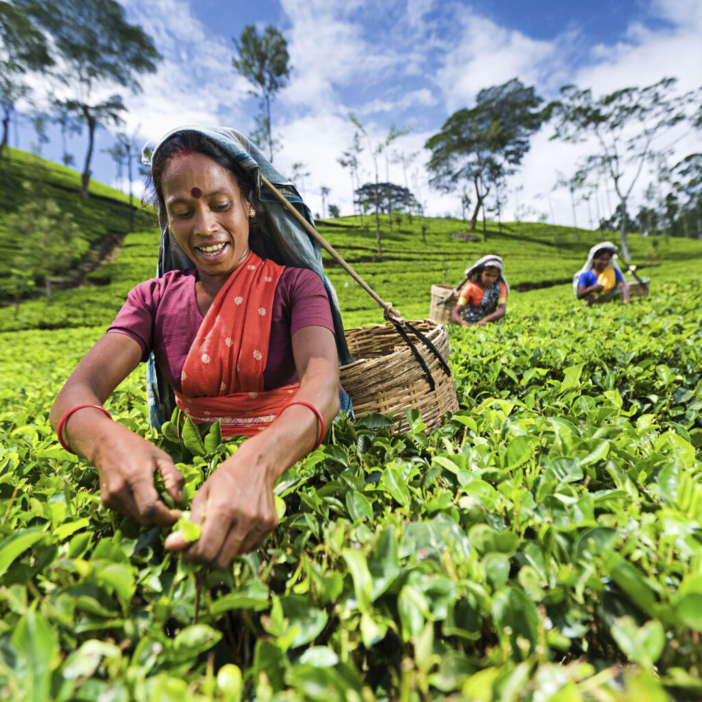 Ceylon-Teeplantage Nuwara Eliya