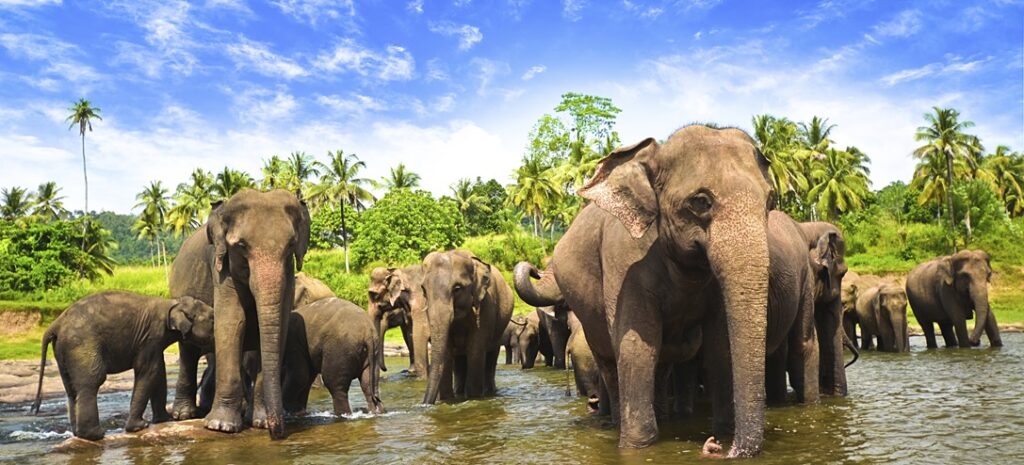 Elefant