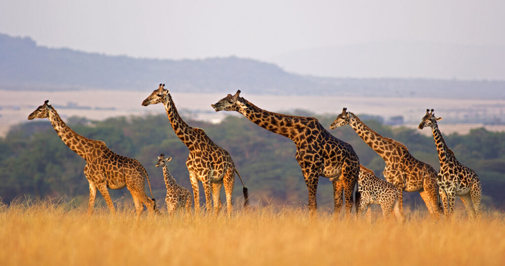 Krüger Nationalpark