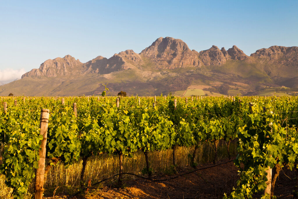 Stellenbosch