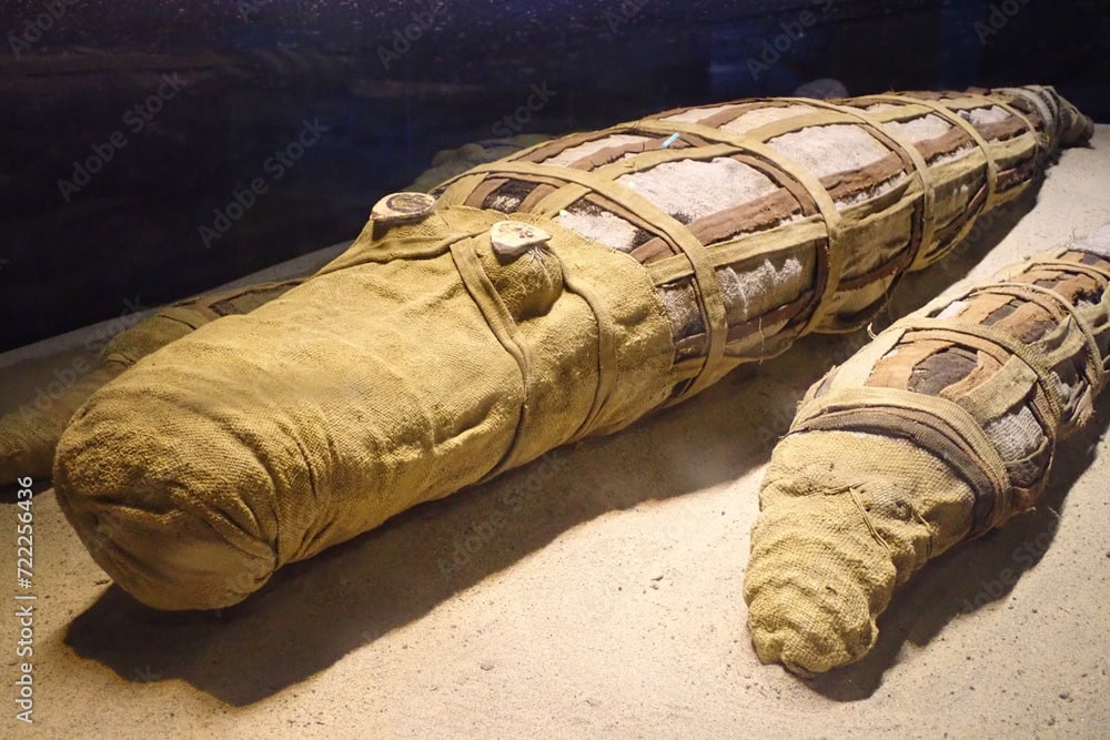 Krokodil-Museum
