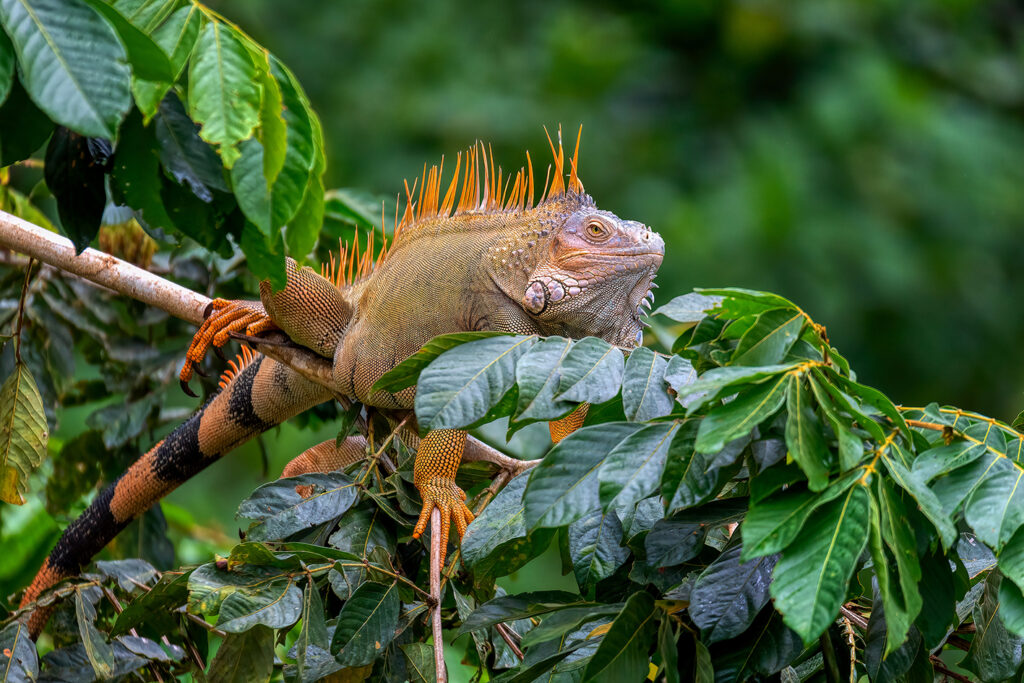 Nationalpark Rincón de la Vieja