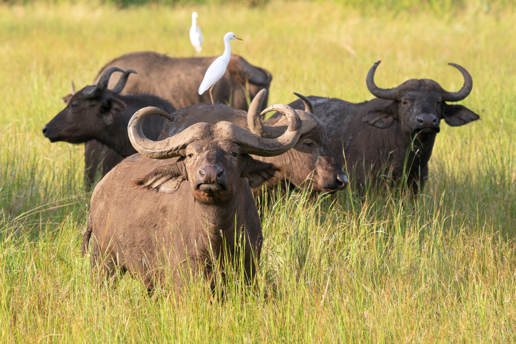 Fantastische Tierwelt