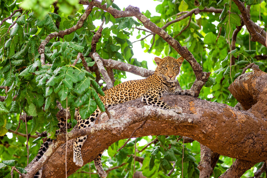 Bus-Safari Krüger Nationalpark